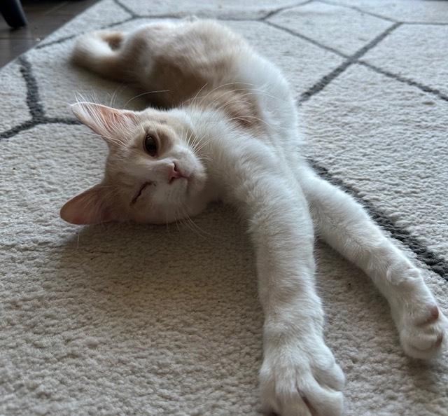 Enlarge Fluffernutter, a Adoptable mixed breed in Richardson, TX image 5/5