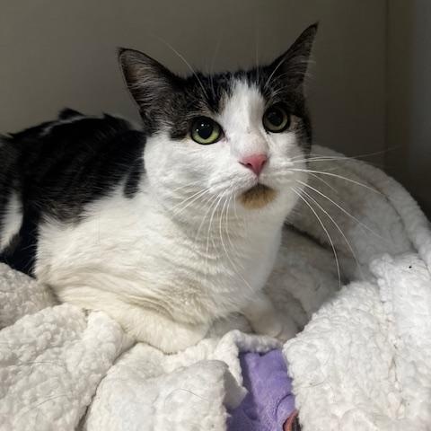 Enlarge Maisy, a Adopted Domestic Short Hair in Hutchinson, MN image 2/3