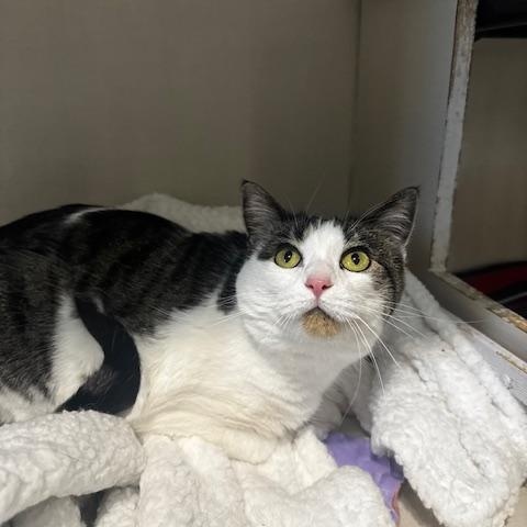 Enlarge Maisy, a Adopted Domestic Short Hair in Hutchinson, MN image 1/3