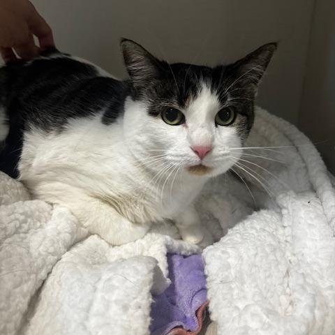 Enlarge Maisy, a Adopted Domestic Short Hair in Hutchinson, MN image 3/3