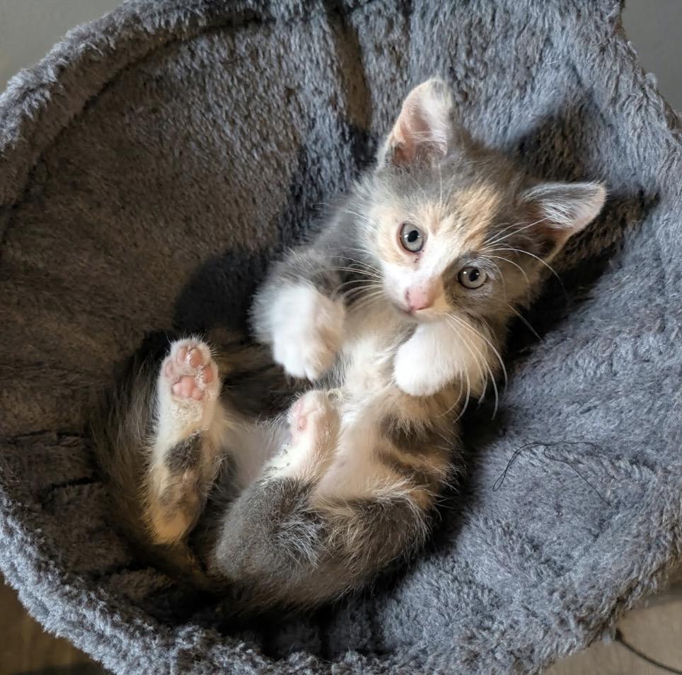 Enlarge Hissteria, a Adopted Domestic Short Hair in Maineville, OH image 1/6
