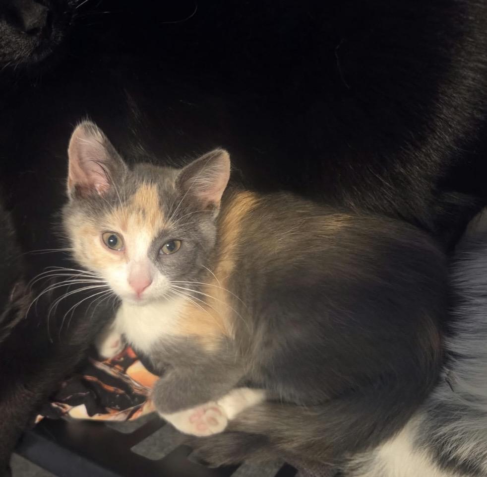 Enlarge Hissteria, a Adopted Domestic Short Hair in Maineville, OH image 2/6