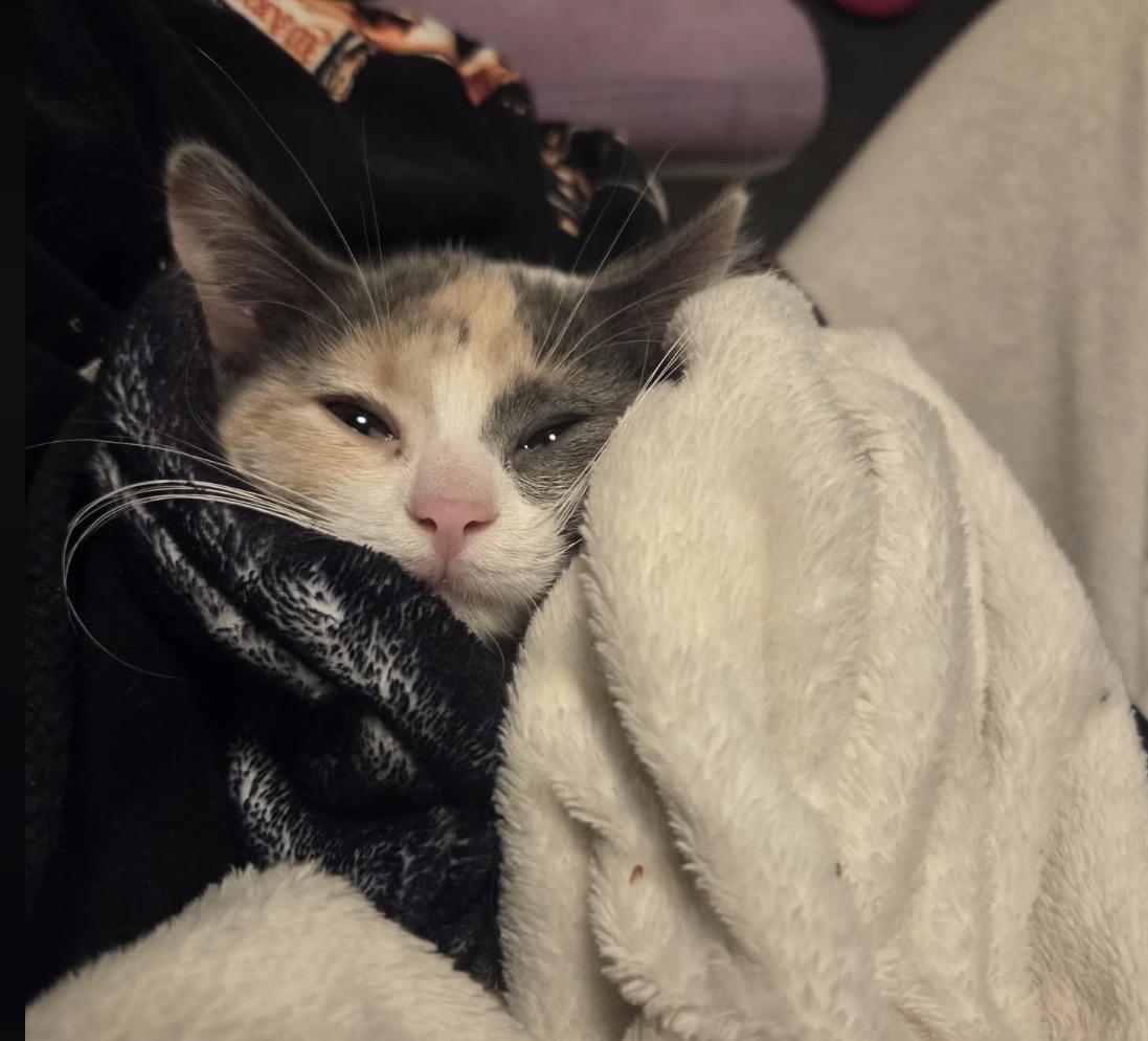 Enlarge Hissteria, a Adopted Domestic Short Hair in Maineville, OH image 6/6