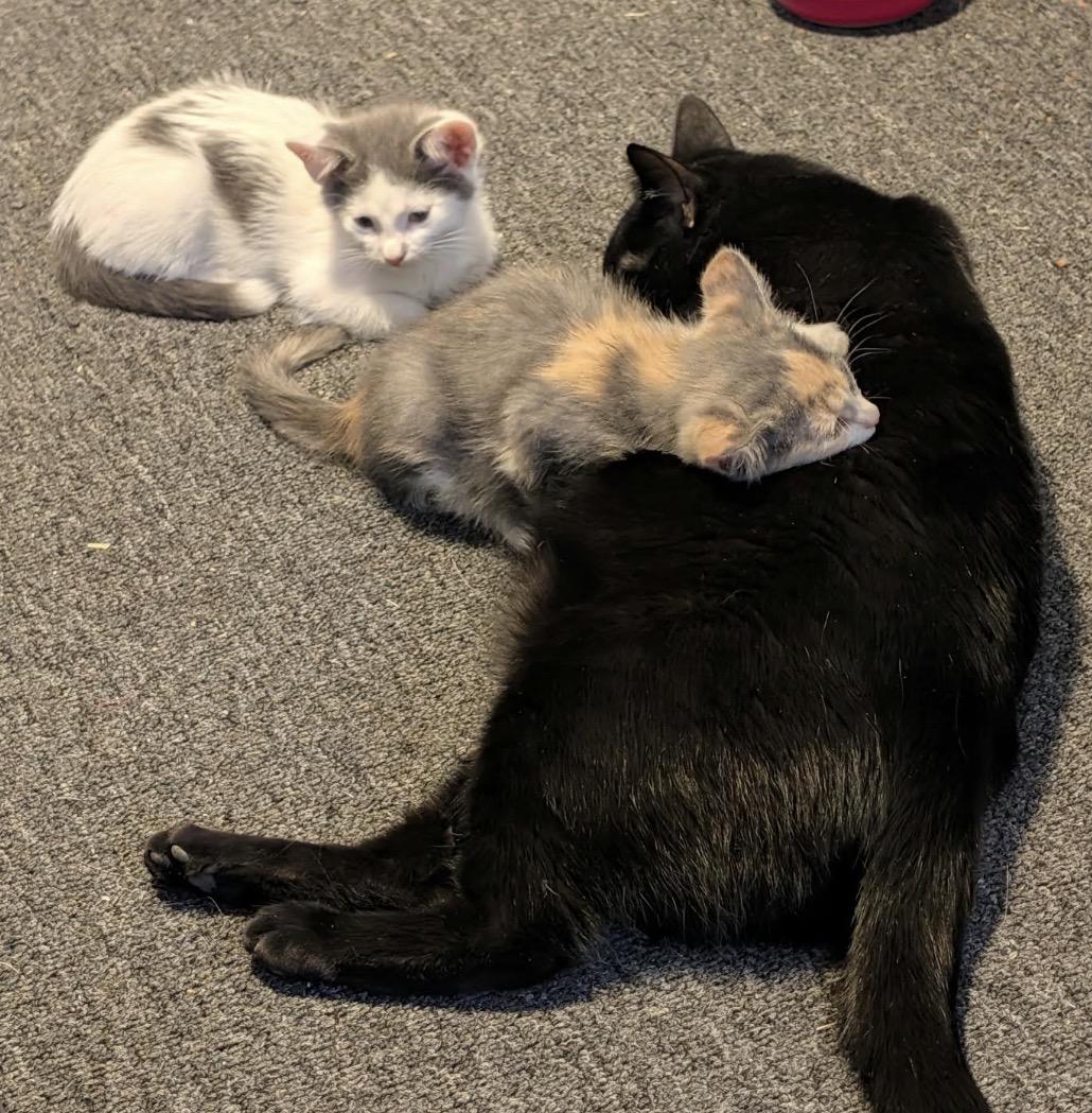 Enlarge Hissteria, a Adopted Domestic Short Hair in Maineville, OH image 5/6