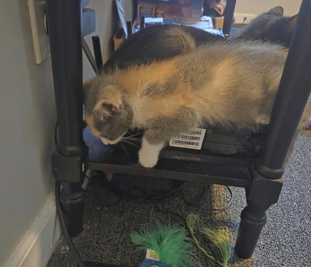 Enlarge Hissteria, a Adopted Domestic Short Hair in Maineville, OH image 4/6