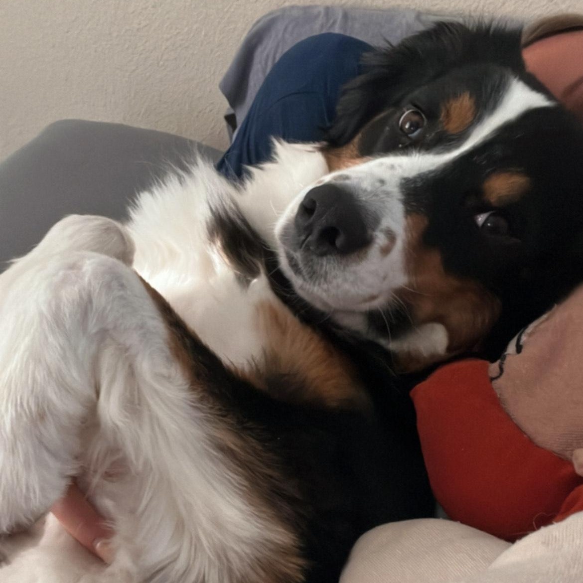 Zazu, Young Male Australian Shepherd