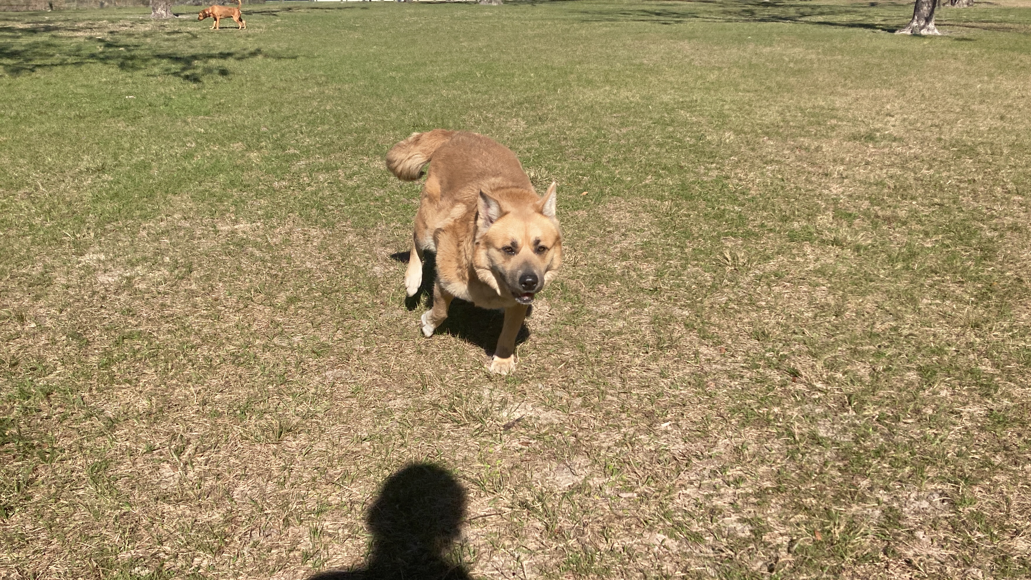 Enlarge Riot, a Adopted Mixed Breed in Wellborn, FL image 5/6