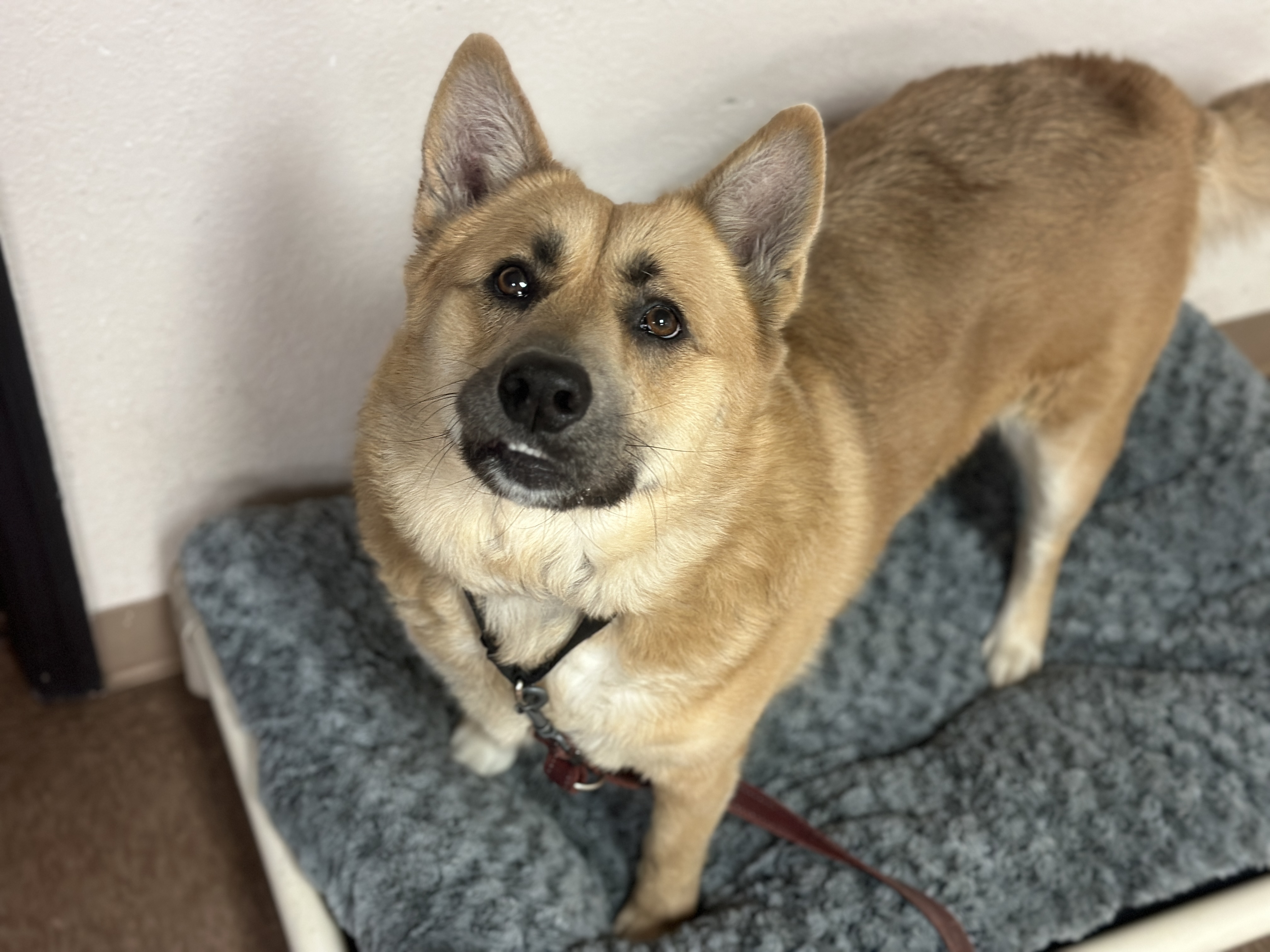 Enlarge Riot, a Adopted Mixed Breed in Wellborn, FL image 2/6