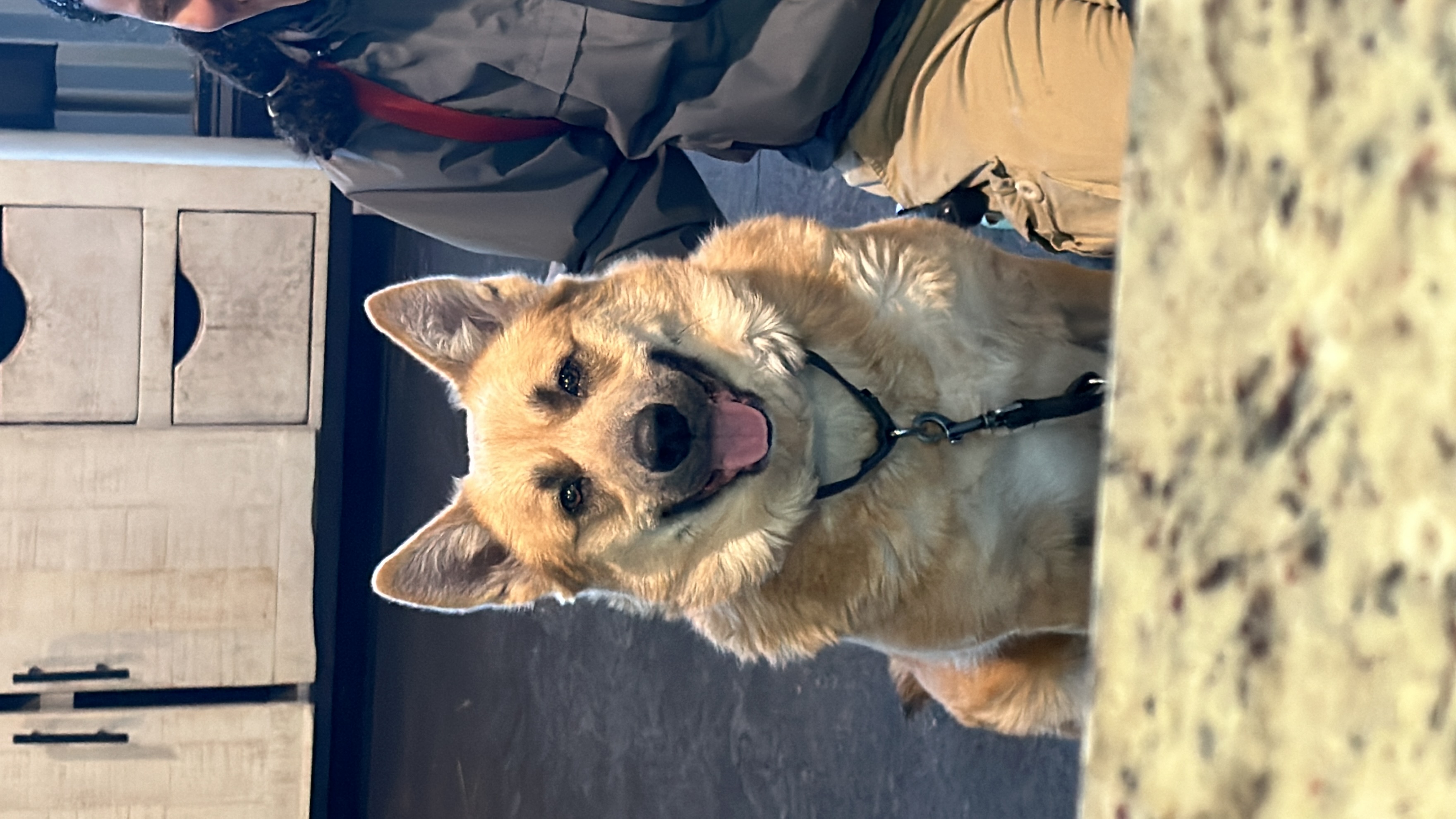 Enlarge Riot, a Adopted Mixed Breed in Wellborn, FL image 4/6