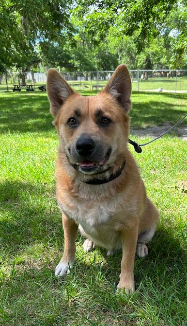 Riot, Adopted, Adult Male Mixed Breed.