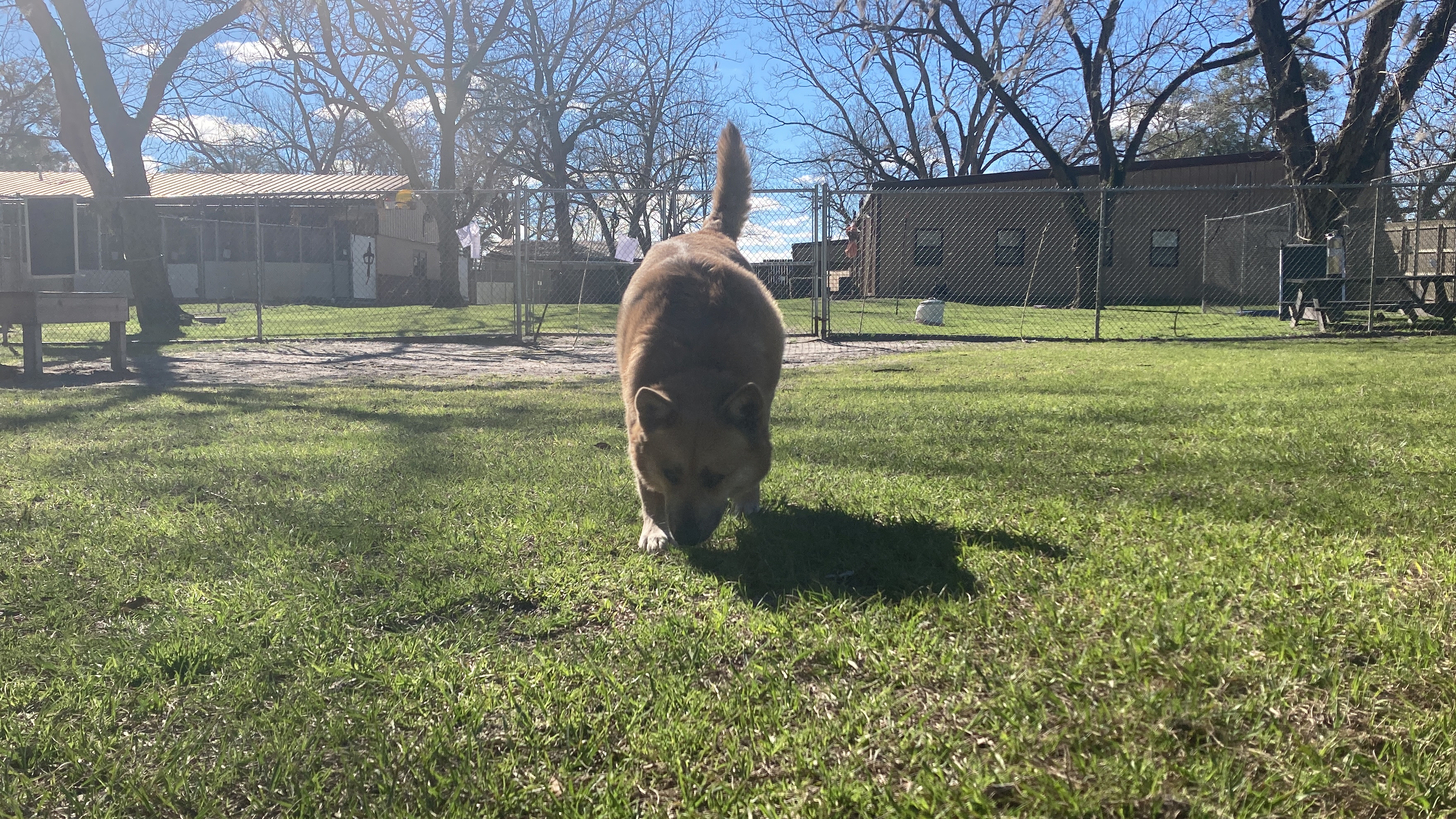 Enlarge Riot, a Adopted Mixed Breed in Wellborn, FL image 6/6