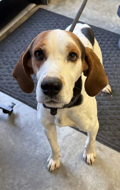 Enlarge Sweet Potato~ SPONSORED!, a Adoptable mixed breed in Bowling Green, KY image 1/3