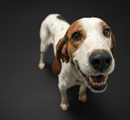 Enlarge Sweet Potato~ SPONSORED!, a Adoptable mixed breed in Bowling Green, KY image 3/3