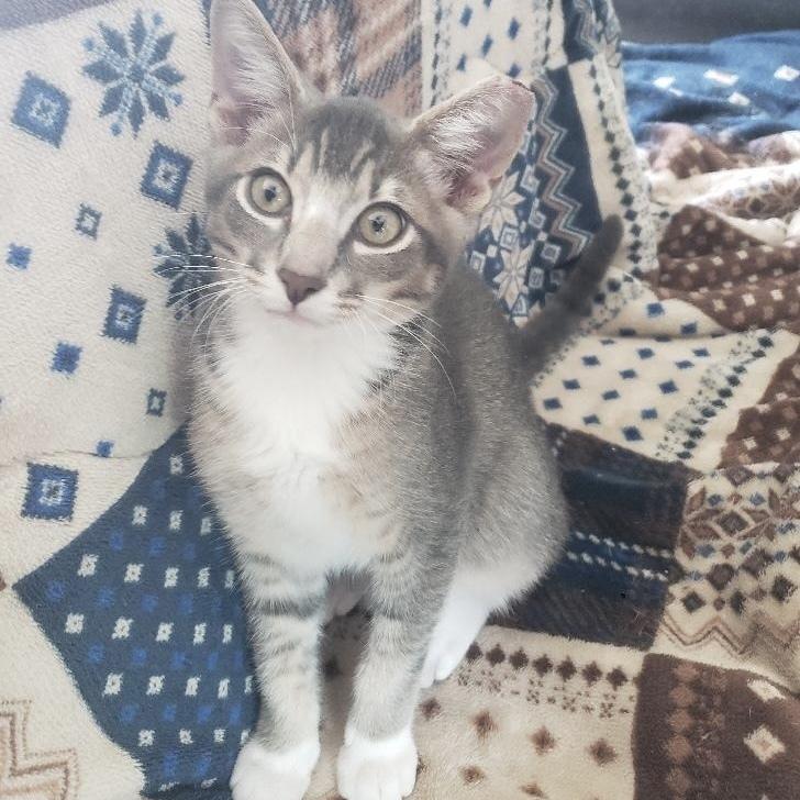 Buggy, Adoptable, Kitten Male Domestic Short Hair.