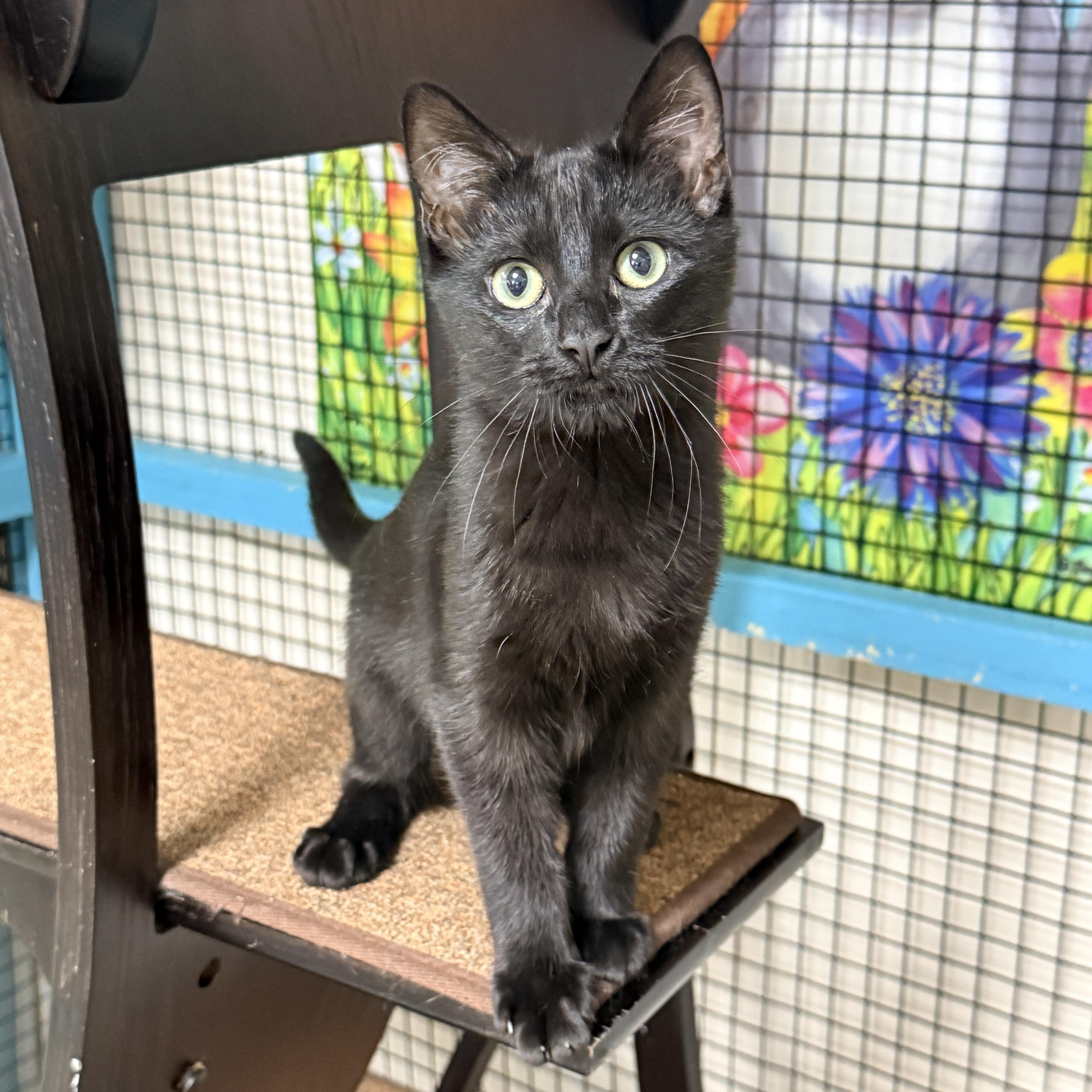 Enlarge Michael, a Adopted Domestic Short Hair in Collierville, TN image 5/5
