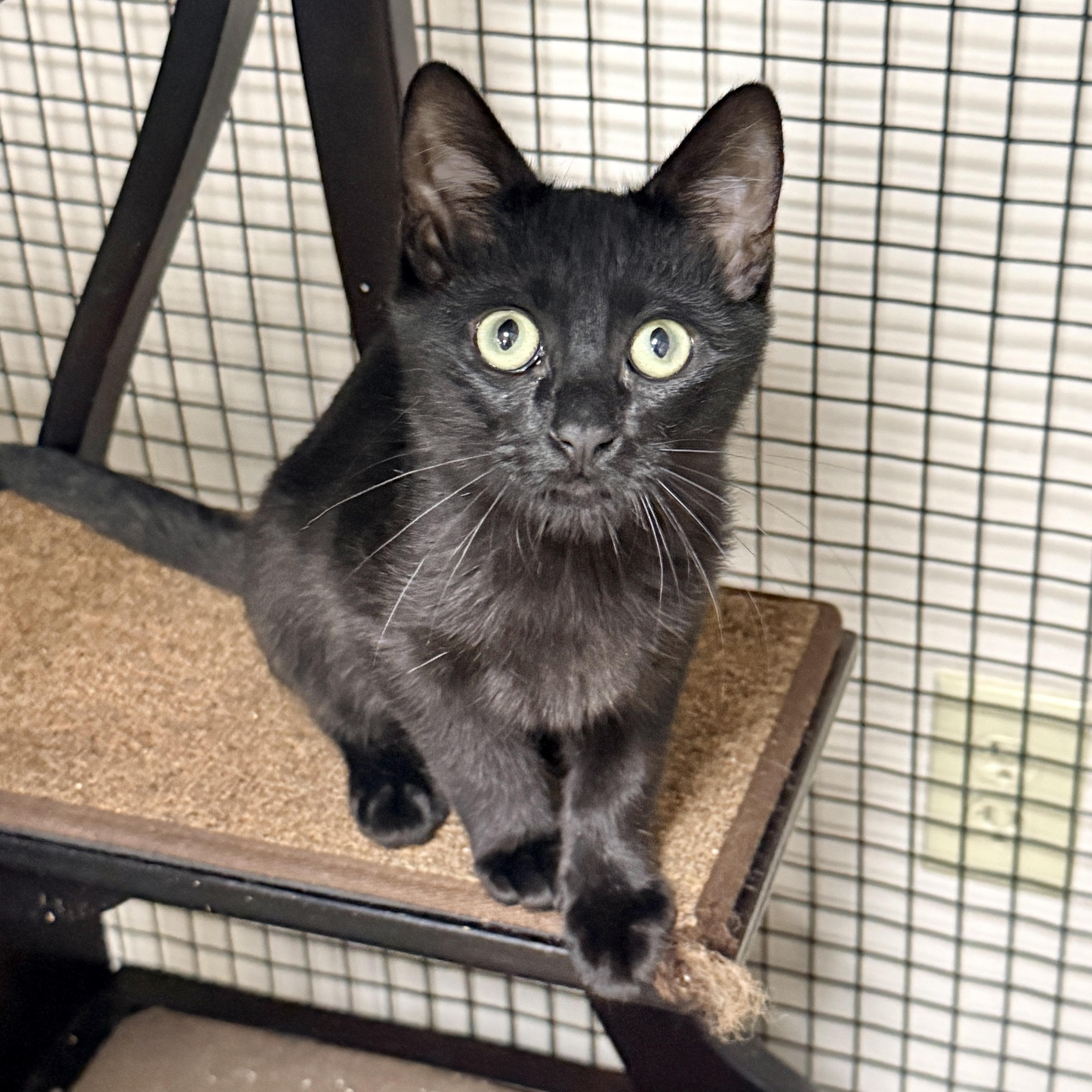 Enlarge Michael, a Adopted Domestic Short Hair in Collierville, TN image 3/5