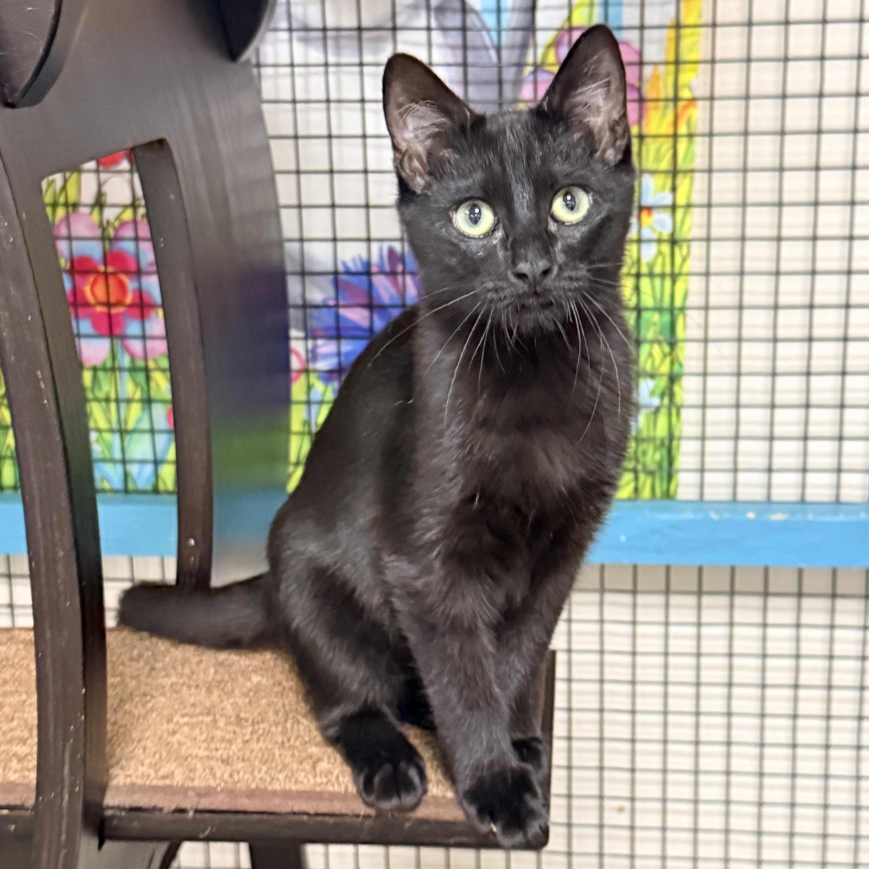 Enlarge Michael, a Adopted Domestic Short Hair in Collierville, TN image 4/5