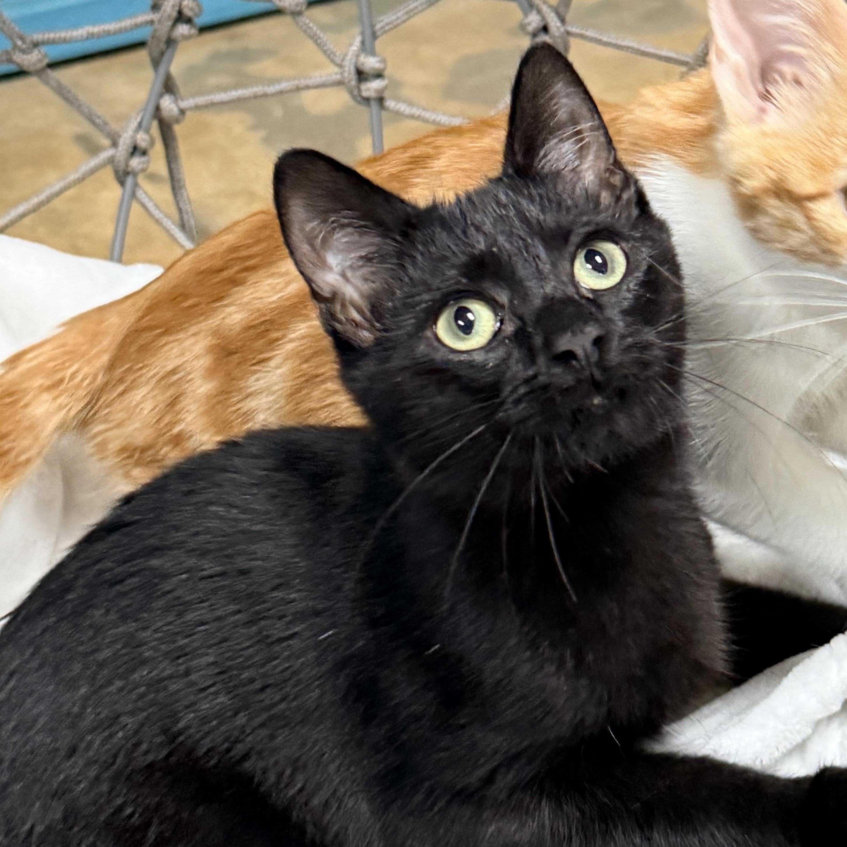 Enlarge Michael, a Adopted Domestic Short Hair in Collierville, TN image 1/5
