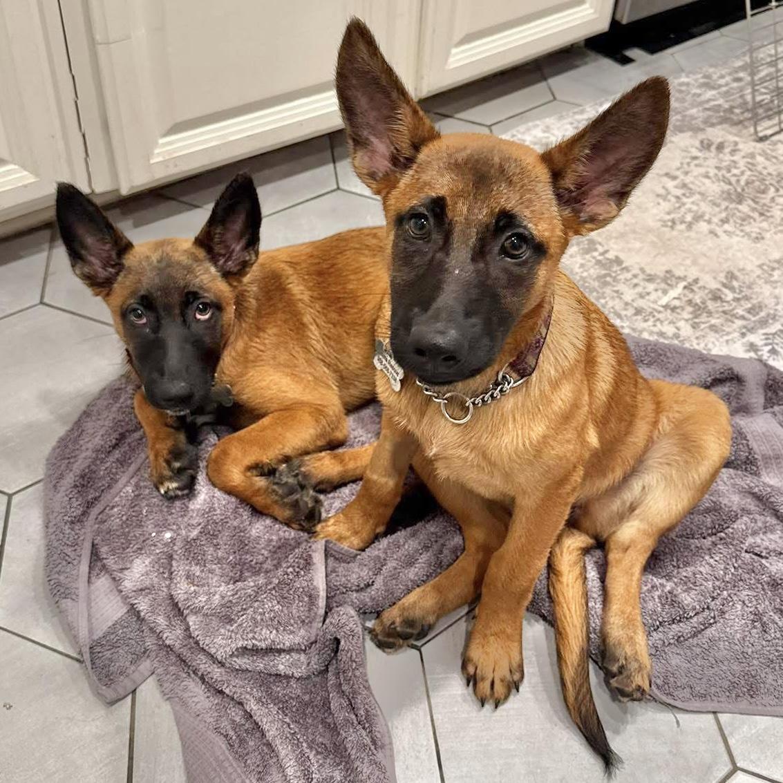 Enlarge Kyra, a Adoptable Belgian Shepherd / Malinois in Hillsborough, NJ image 6/6