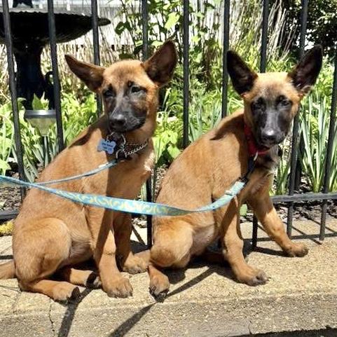 Enlarge Kyra, a Adoptable Belgian Shepherd / Malinois in Hillsborough, NJ image 2/6