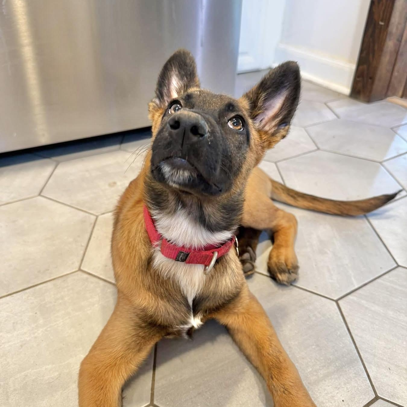 Enlarge Kyra, a Adoptable Belgian Shepherd / Malinois in Hillsborough, NJ image 4/6