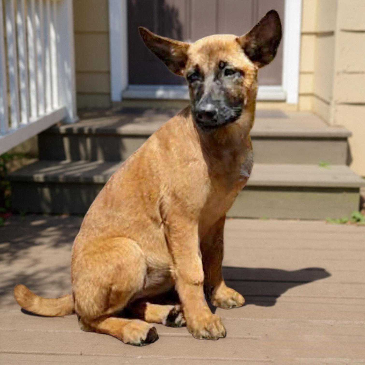 Enlarge Kyra, a Adoptable Belgian Shepherd / Malinois in Hillsborough, NJ image 1/6