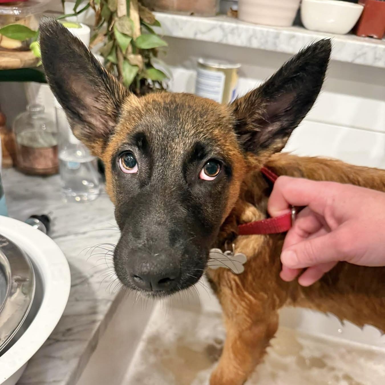 Enlarge Kyra, a Adoptable Belgian Shepherd / Malinois in Hillsborough, NJ image 5/6