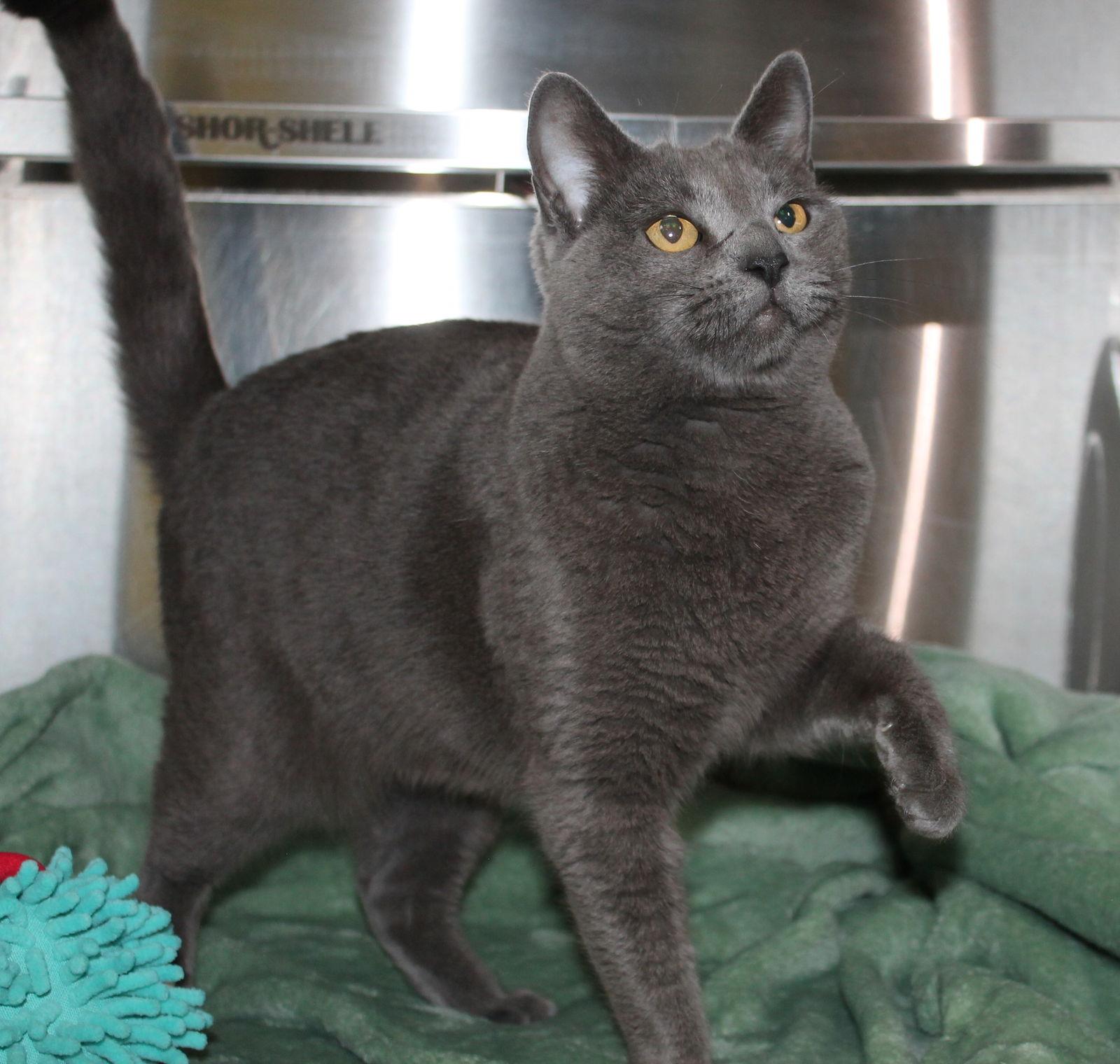 Molly - 43043, Adoptable, Adult Female Domestic Short Hair.