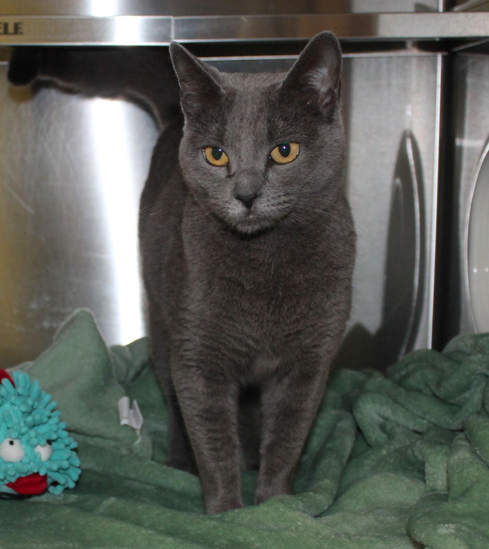 Enlarge Molly - 43043, a Adoptable Domestic Short Hair in Prattville, AL image 2/3