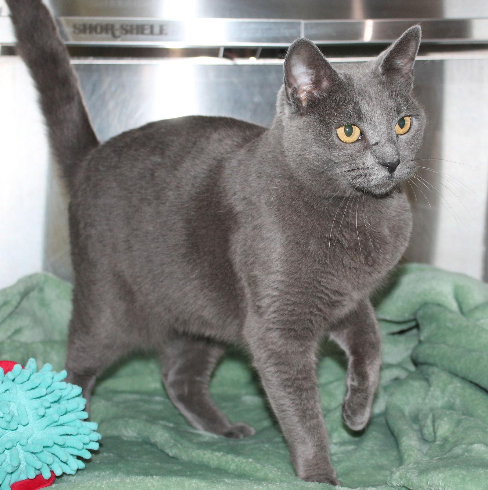 Enlarge Molly - 43043, a Adoptable Domestic Short Hair in Prattville, AL image 3/3