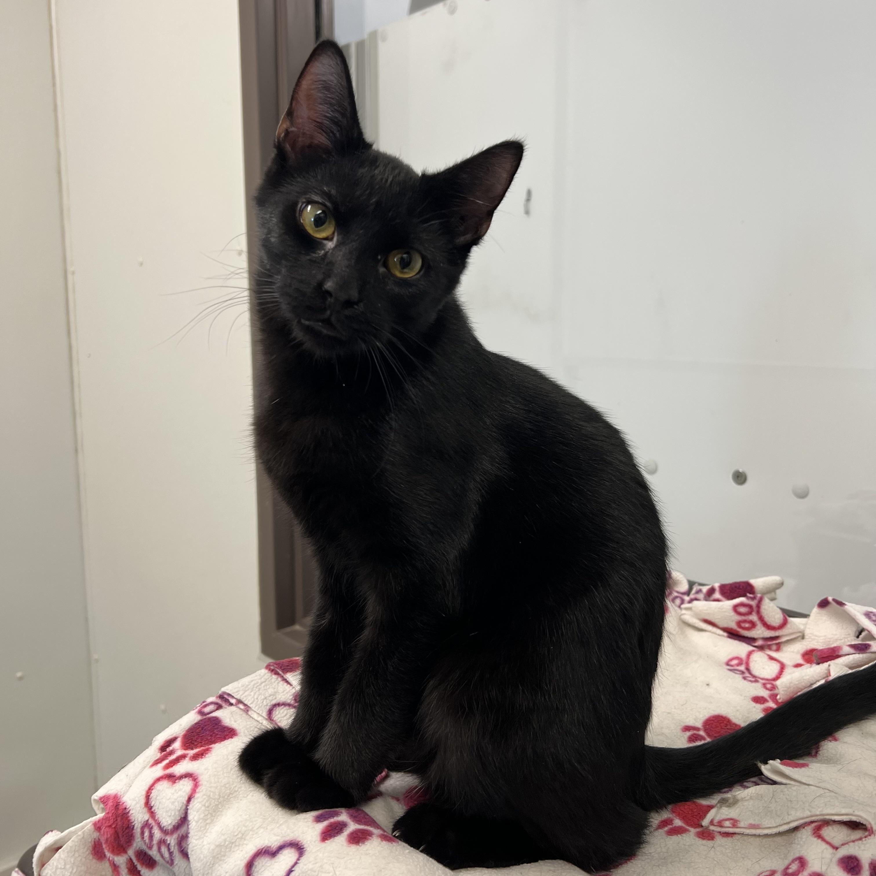 Enlarge Bacco, a Adoptable Domestic Short Hair in Fairmont, MN image 1/6