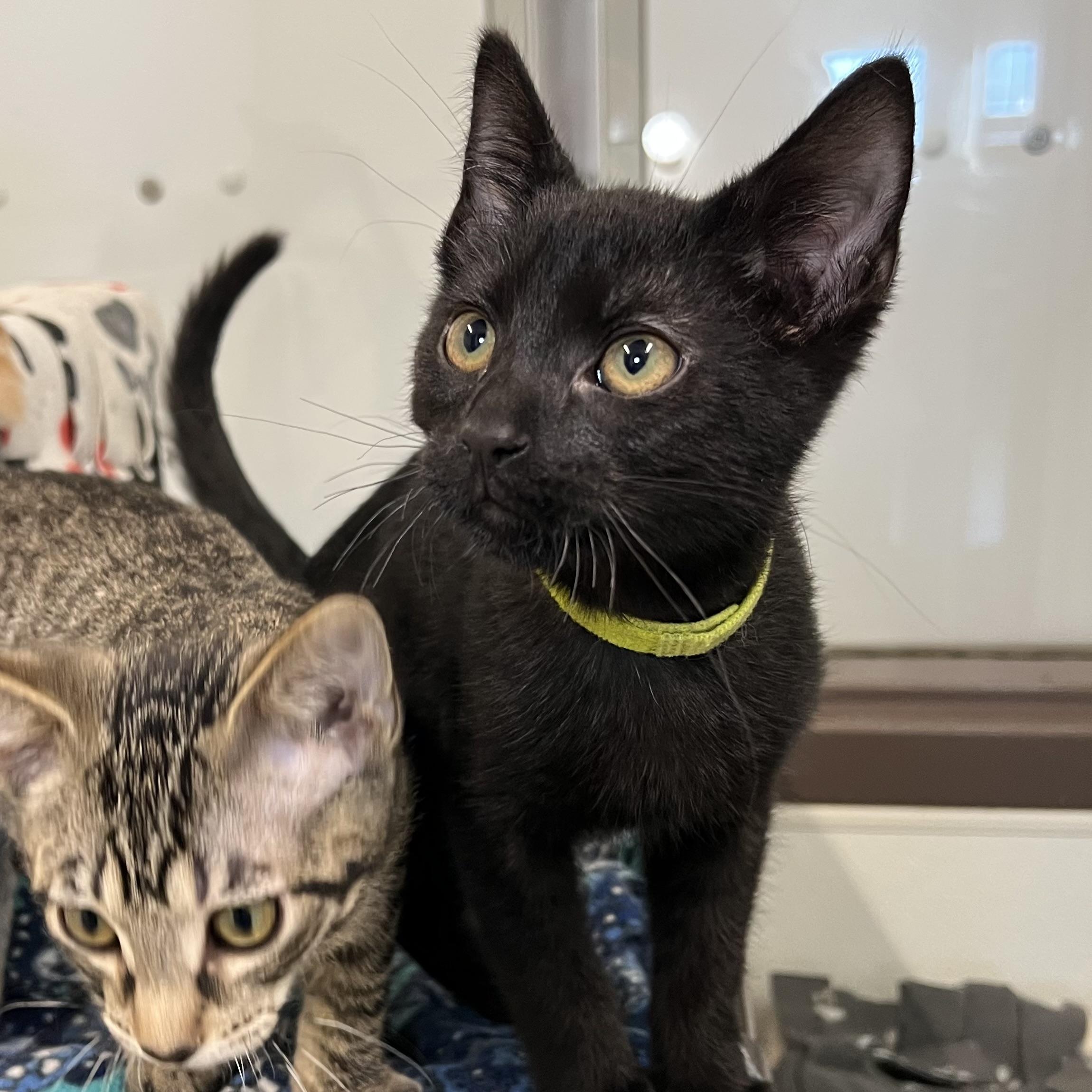 Bacco, a Adoptable Domestic Short Hair in Fairmont, MN image 2/3