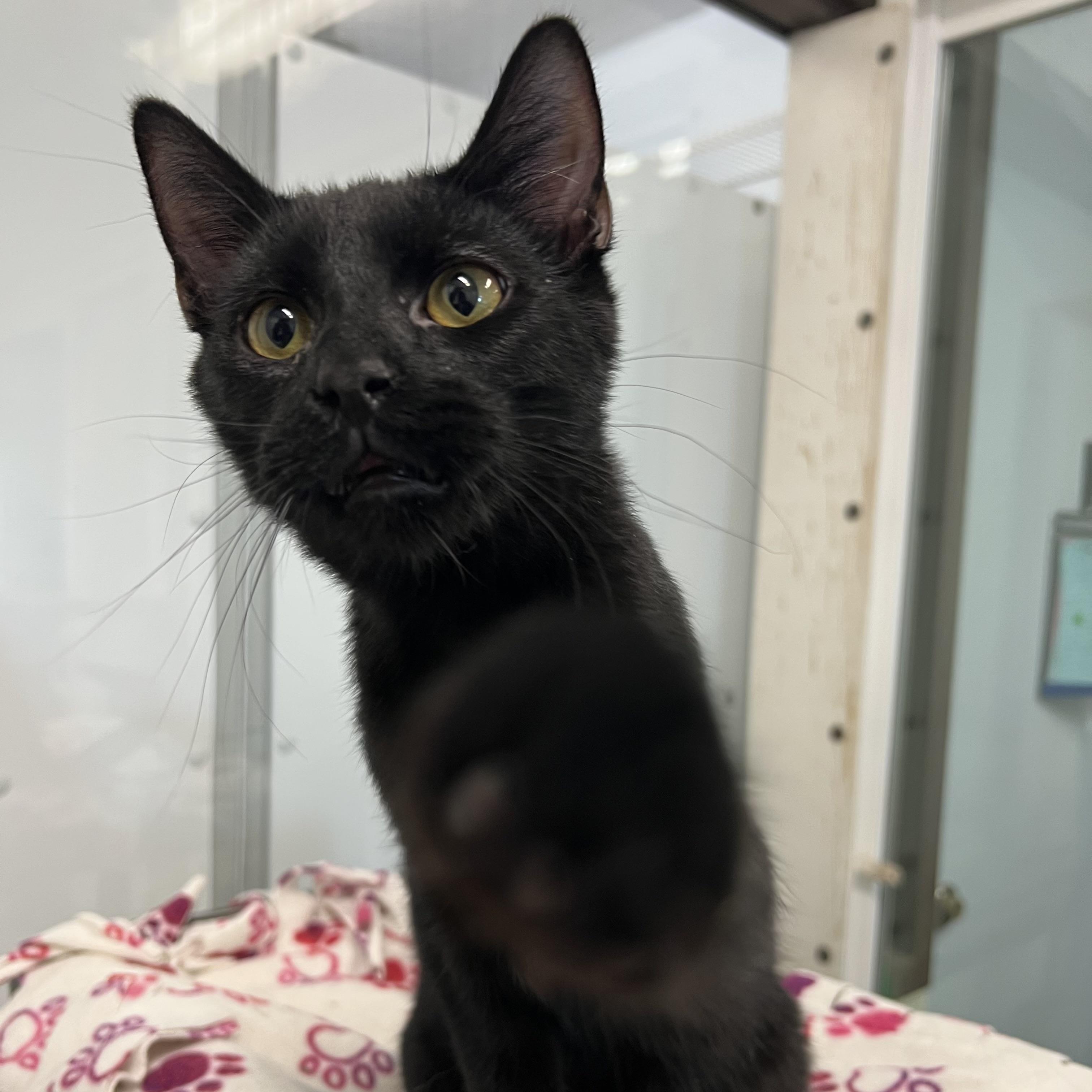 Enlarge Bacco, a Adoptable Domestic Short Hair in Fairmont, MN image 2/6