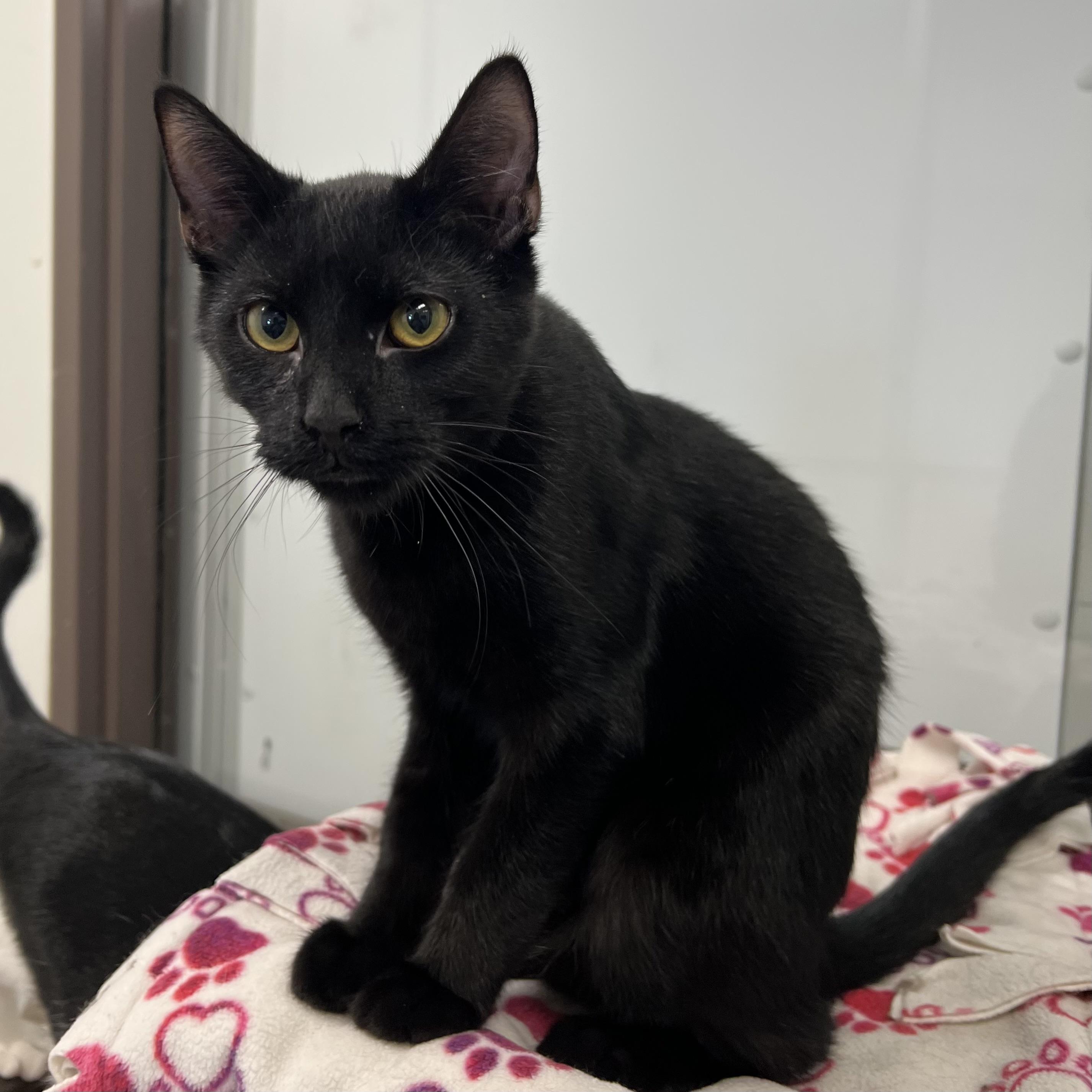 Enlarge Bacco, a Adoptable Domestic Short Hair in Fairmont, MN image 3/6