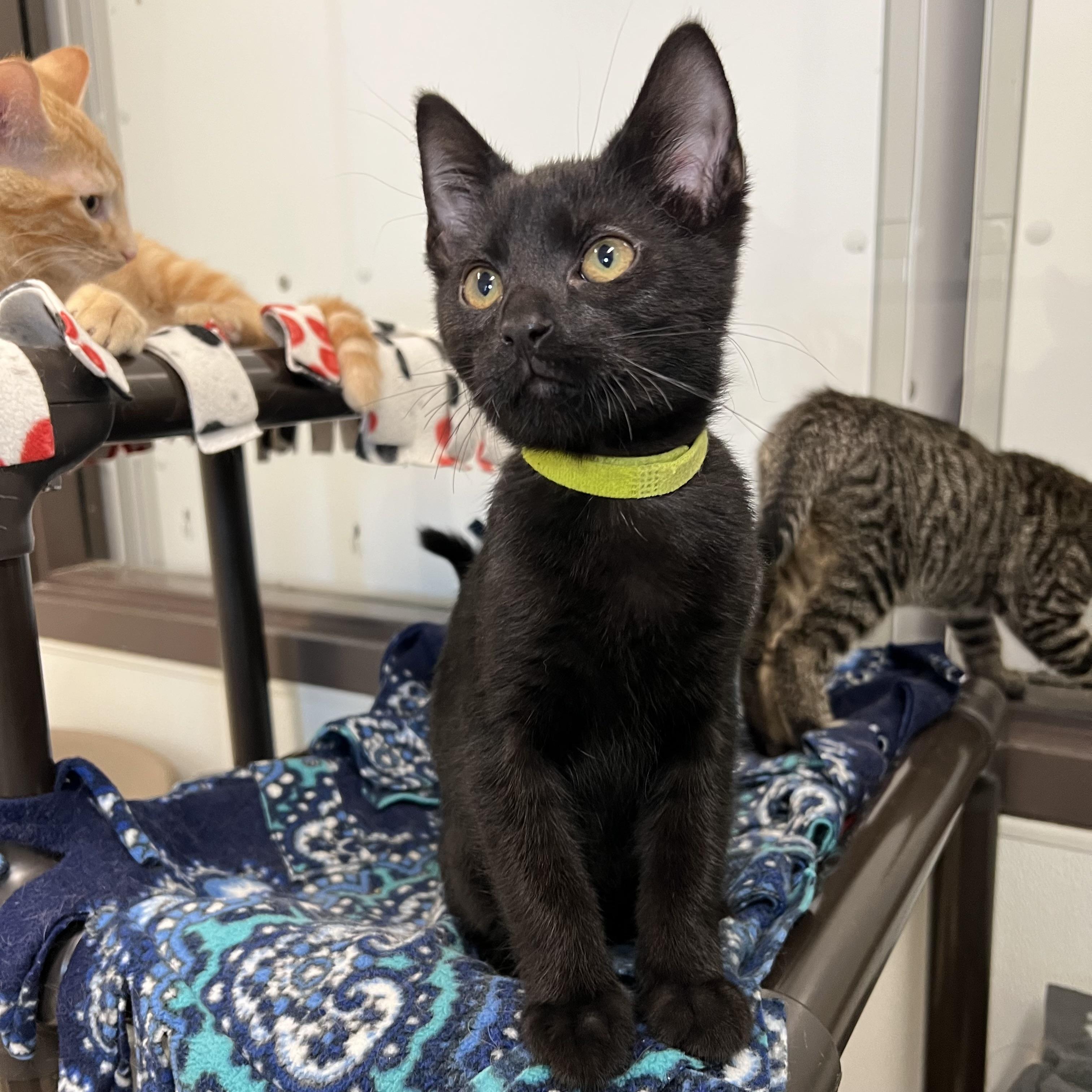 Bacco, a Adoptable Domestic Short Hair in Fairmont, MN image 3/3