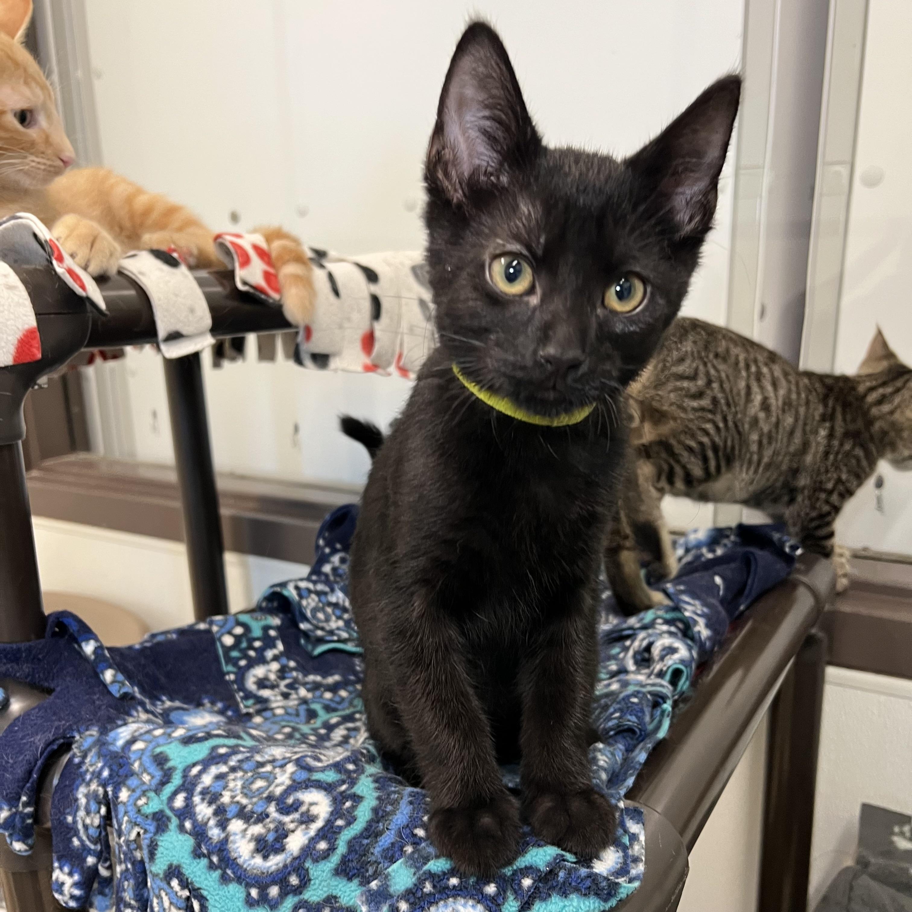 Bacco, Adoptable, Young Male Domestic Short Hair.