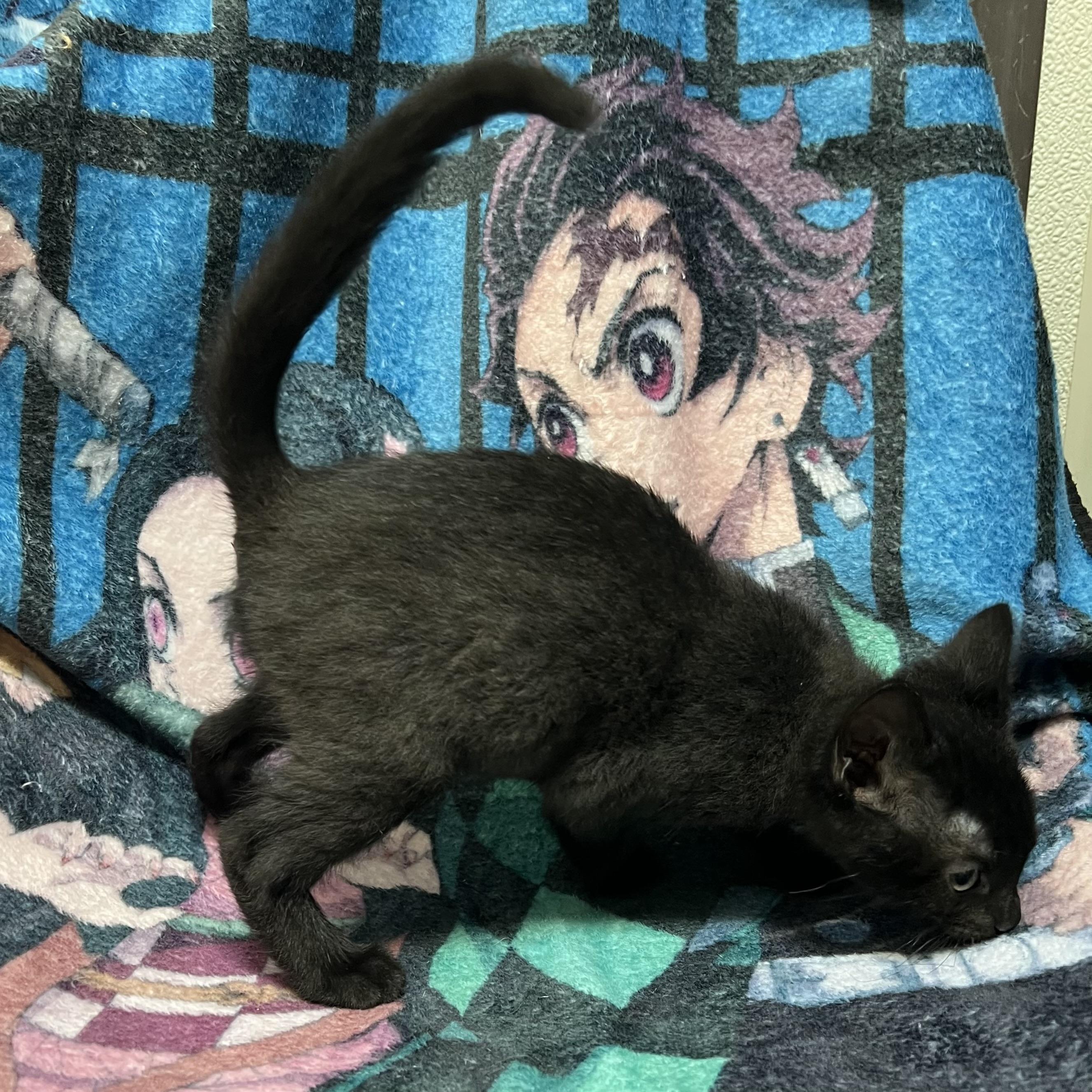 Bacco