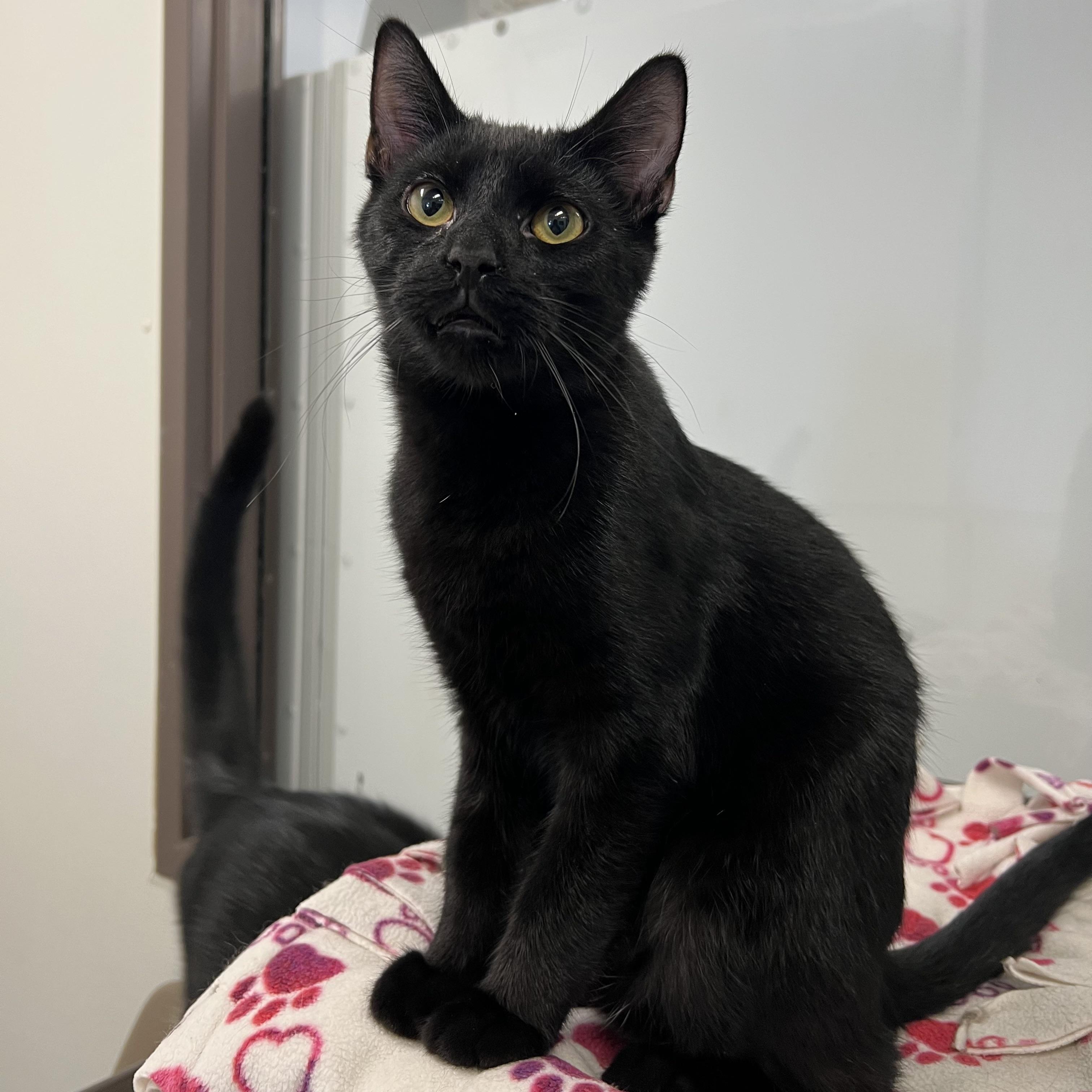 Enlarge Bacco, a Adoptable Domestic Short Hair in Fairmont, MN image 4/6