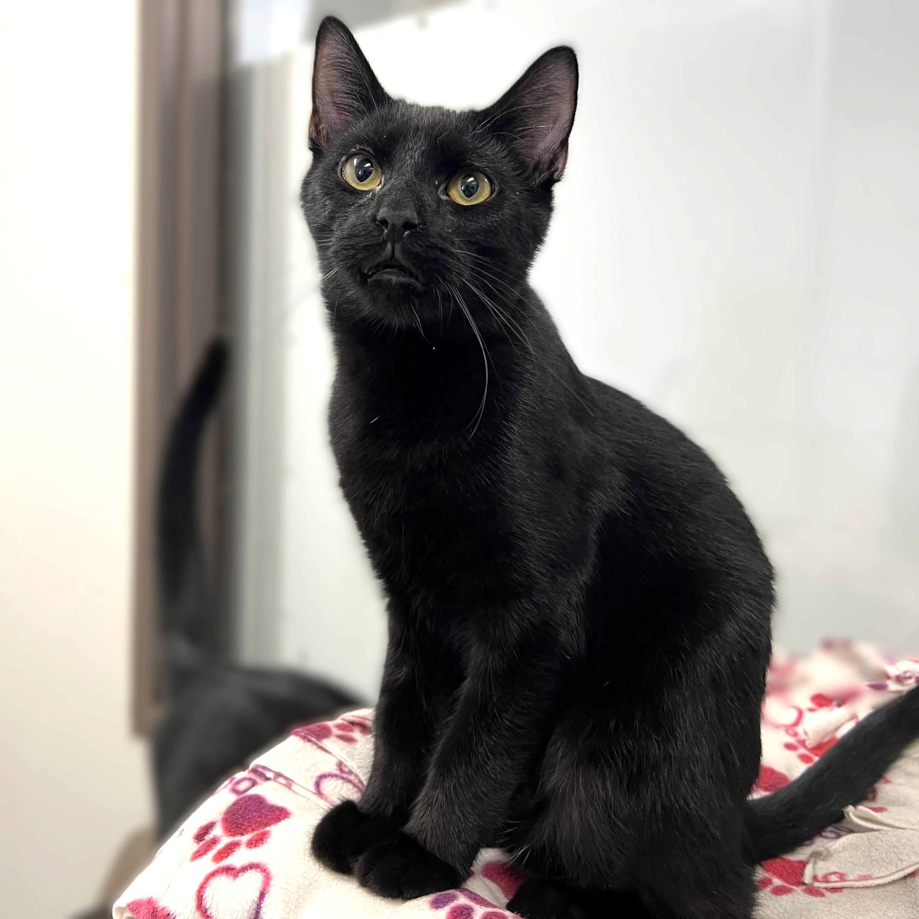 Enlarge Bacco, a Adoptable Domestic Short Hair in Fairmont, MN image 6/6