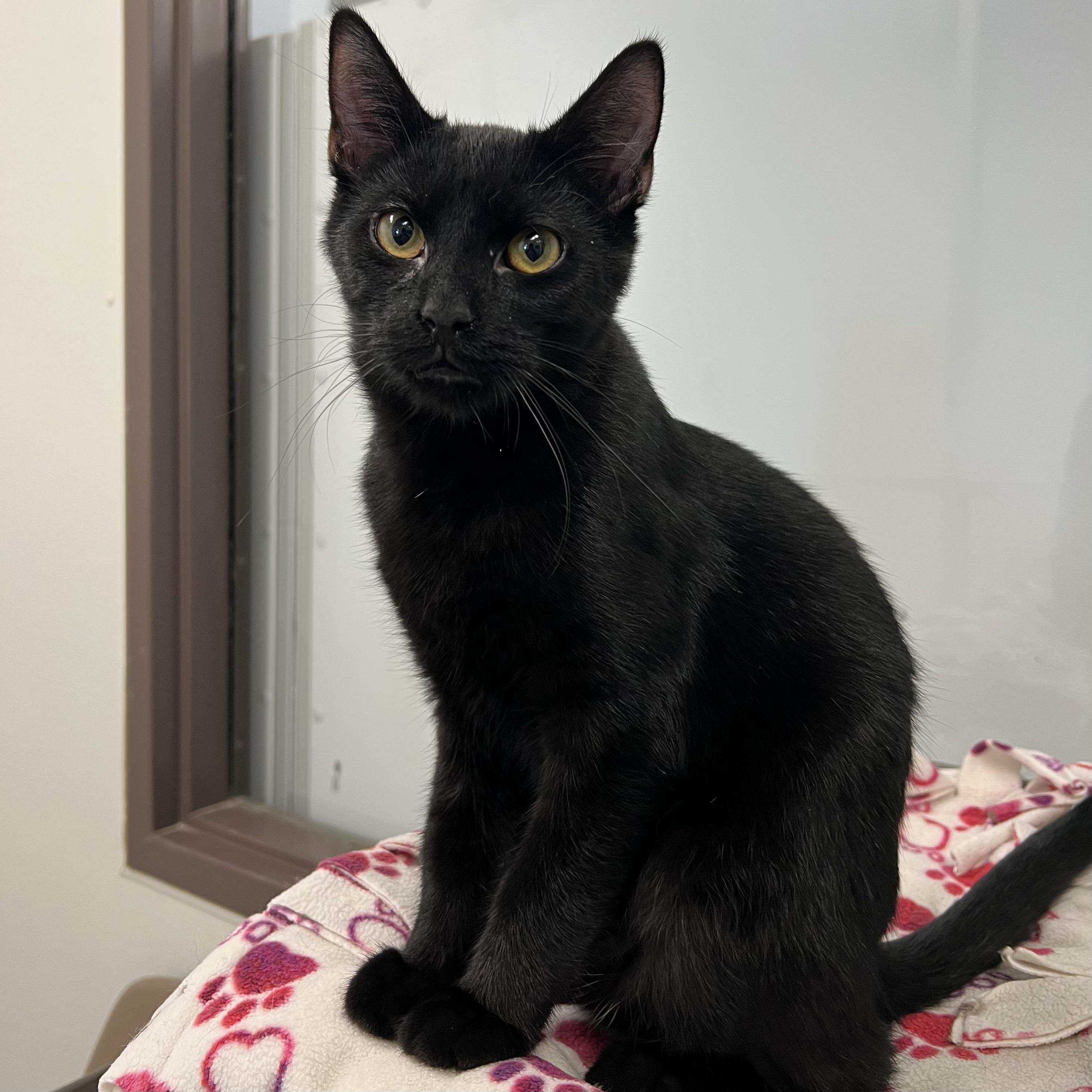 Enlarge Bacco, a Adoptable Domestic Short Hair in Fairmont, MN image 5/6