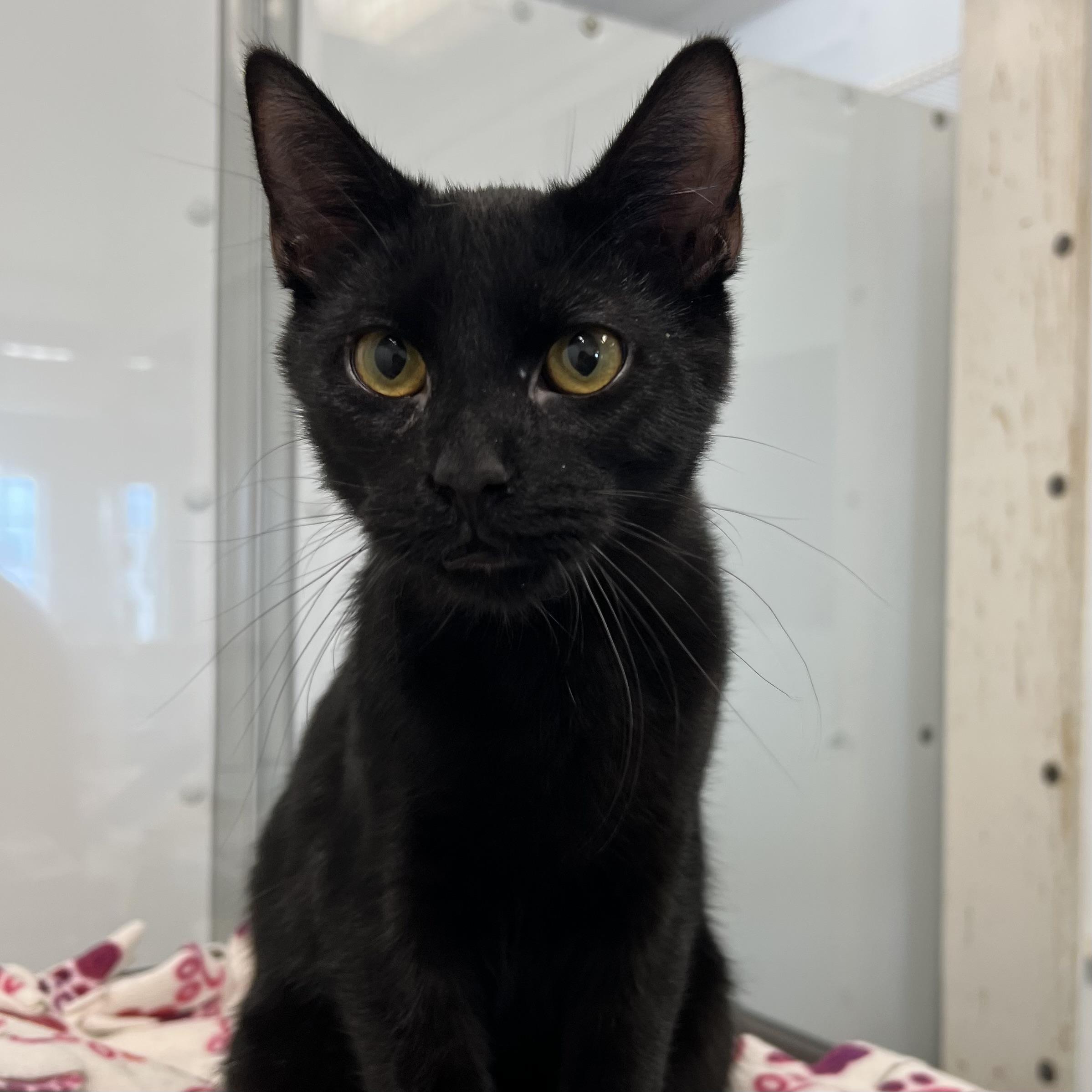 Enlarge Bacco, a Adoptable Domestic Short Hair in Fairmont, MN image 6/6