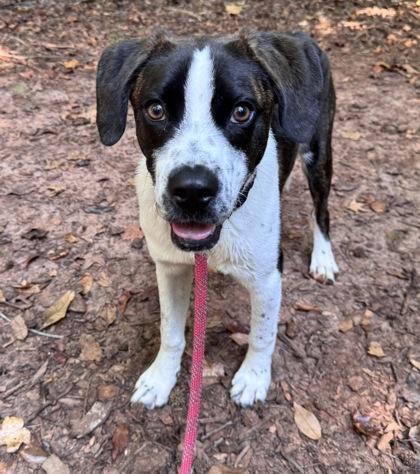 Orpheus, a Adoptable mixed breed in Cumming, GA image 1/3