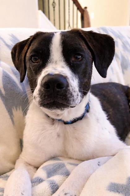 Orpheus, Adoptable, Puppy Male Australian Shepherd & Mixed Breed.