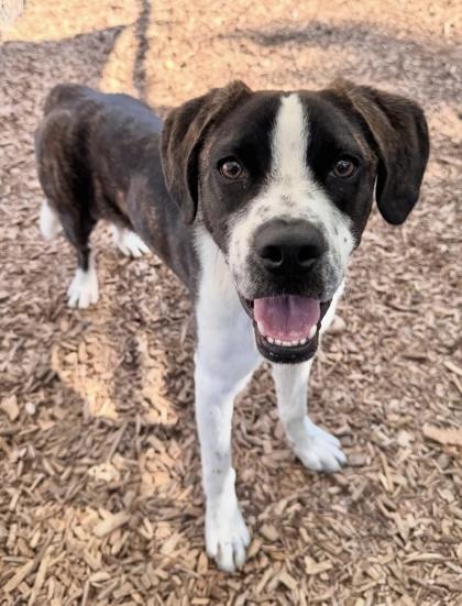 Orpheus, Adoptable, Puppy Male Australian Shepherd & Mixed Breed.