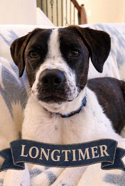 Orpheus, a Adoptable mixed breed in Cumming, GA image 2/3