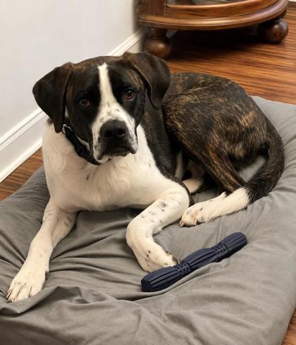 Enlarge Orpheus, a Adoptable mixed breed in Cumming, GA image 3/3