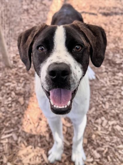 Enlarge Orpheus, a Adoptable mixed breed in Cumming, GA image 3/3