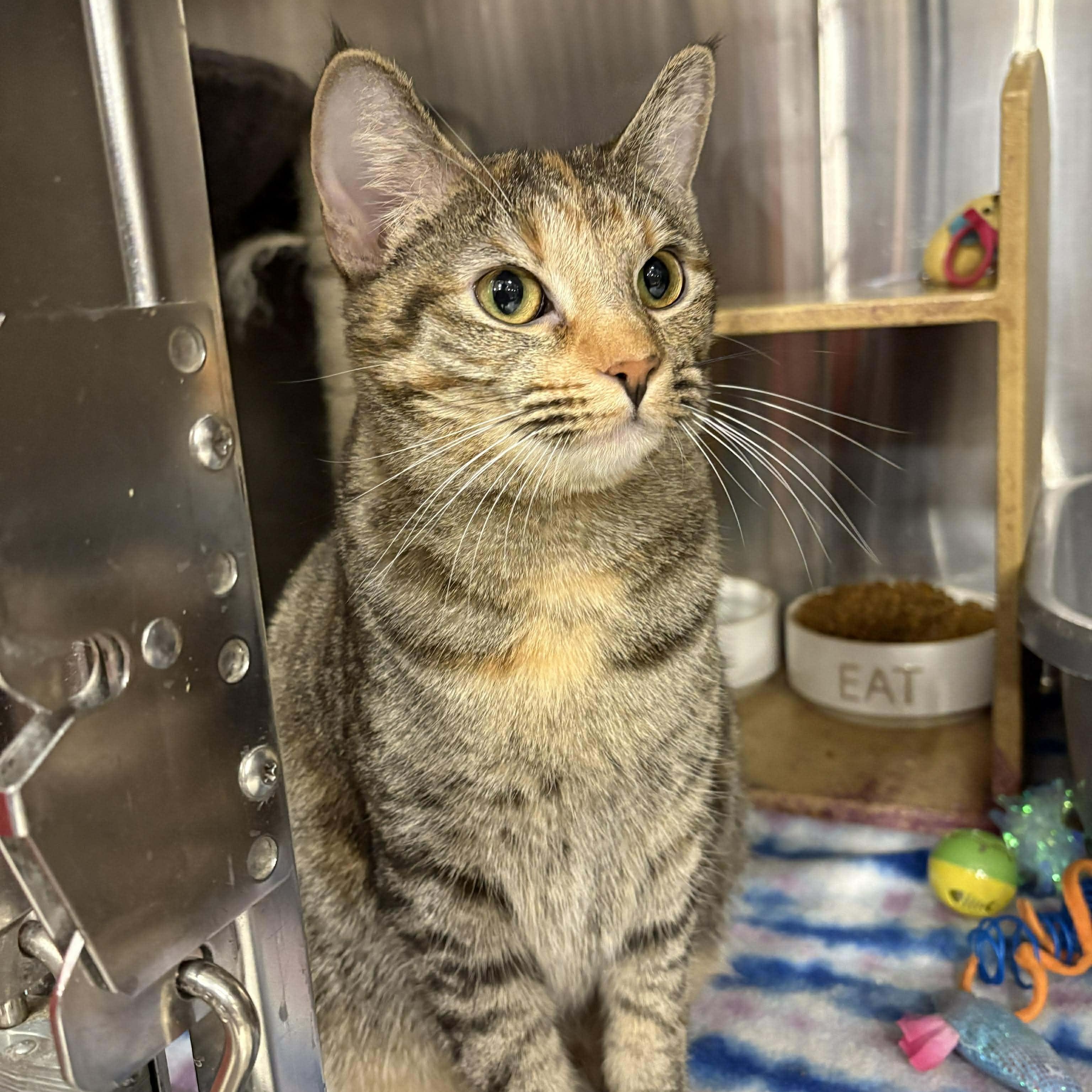Enlarge Ristra, an adopted mixed breed in Yukon, OK image 4/6