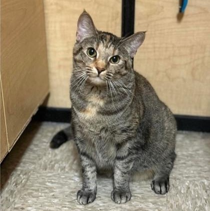 Enlarge Ristra, an adopted mixed breed in Yukon, OK image 2/6