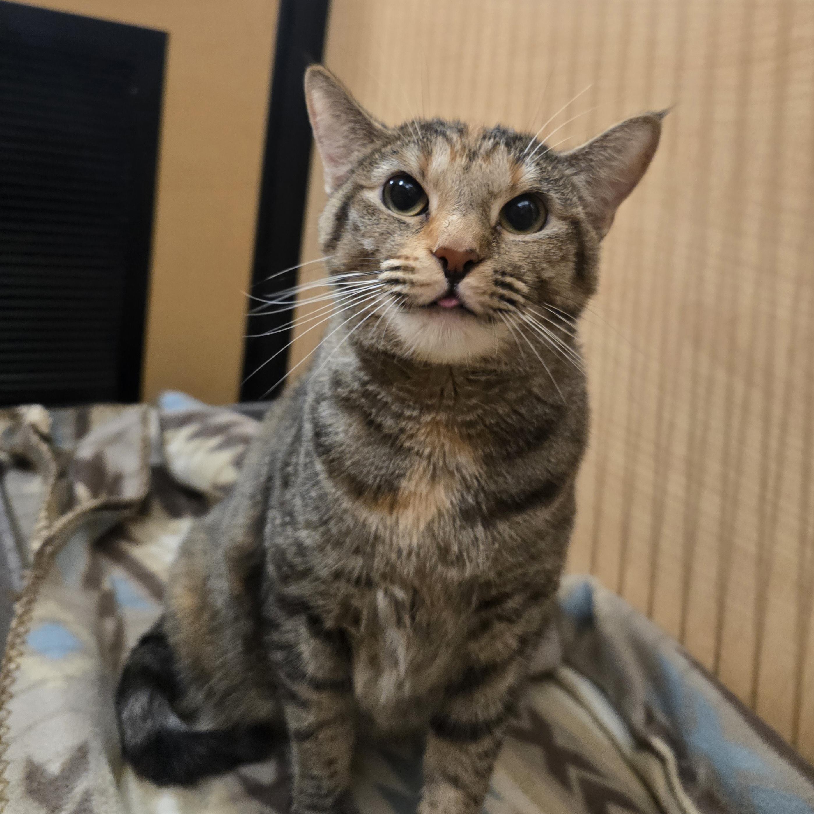 Ristra, adopted, Young Female Torbie & Domestic Medium Hair.
